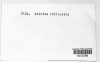 Disciotis venosa image